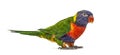 Rainbow Lorikeet, Trichoglossus moluccanus, isolated Royalty Free Stock Photo