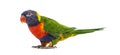 Rainbow Lorikeet, Trichoglossus moluccanus, isolated Royalty Free Stock Photo