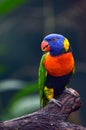 Rainbow Lorikeet Royalty Free Stock Photo