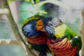 Rainbow Lorikeet Trichoglossus moluccanus Pair of Birds Close Kissing Up Royalty Free Stock Photo