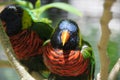 Rainbow Lorikeet Trichoglossus moluccanus Pair of Birds Close Up Royalty Free Stock Photo