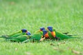 Rainbow lorikeet (Trichoglossus moluccanus) parrot, colorful little bird, birds sit on the green grass in the park