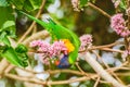 Rainbow lorikeet (Trichoglossus moluccanus) parrot, colorful small bird, animal sits high on a tree branch