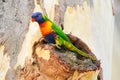 Rainbow lorikeet (Trichoglossus moluccanus) parrot, colorful small bird, animal sitting high on a eucalyptis tree trunk Royalty Free Stock Photo