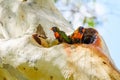 Rainbow lorikeet (Trichoglossus moluccanus) parrot, colorful small bird, a pair of birds sits high on the trunk Royalty Free Stock Photo