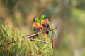 Rainbow lorikeet (Trichoglossus moluccanus) parrot, colorful small bird, pair of birds sitting on a tree branch Royalty Free Stock Photo