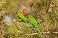 Rainbow lorikeet (Trichoglossus moluccanus) parrot, colorful small bird, pair of birds sitting on a tree branch Royalty Free Stock Photo