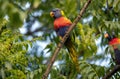 A Rainbow Lorikeet (Trichoglossus moluccanus) perched on a tree Royalty Free Stock Photo