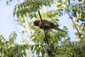 A Rainbow Lorikeet (Trichoglossus moluccanus) perched on a tree Royalty Free Stock Photo