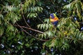 A Rainbow Lorikeet (Trichoglossus moluccanus) perched on a tree Royalty Free Stock Photo