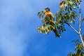A Rainbow Lorikeet (Trichoglossus moluccanus) perched on a tree Royalty Free Stock Photo