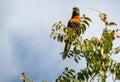 A Rainbow Lorikeet (Trichoglossus moluccanus) perched on a tree Royalty Free Stock Photo