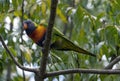 A Rainbow Lorikeet (Trichoglossus moluccanus) perched on a tree Royalty Free Stock Photo