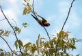 A Rainbow Lorikeet (Trichoglossus moluccanus) perched on a tree Royalty Free Stock Photo