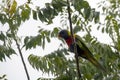 A Rainbow Lorikeet (Trichoglossus moluccanus) perched on a tree Royalty Free Stock Photo