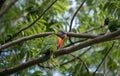 A Rainbow Lorikeet (Trichoglossus moluccanus) perched on a tree Royalty Free Stock Photo