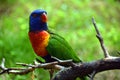 The rainbow lorikeet Trichoglossus moluccanus