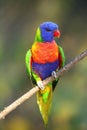 The rainbow lorikeet Trichoglossus moluccanus sitting on the branch. Extremely colored parrot on a branch with a colorful Royalty Free Stock Photo