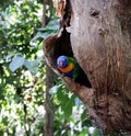 Rainbow lorikeet (Trichoglossus moluccanus) sitting in a tree hole : (pix Sanjiv Shukla) Royalty Free Stock Photo