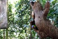 Rainbow lorikeet (Trichoglossus moluccanus) sitting in a tree hole : (pix Sanjiv Shukla) Royalty Free Stock Photo