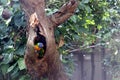 Rainbow lorikeet (Trichoglossus moluccanus) sitting in a tree hole : (pix Sanjiv Shukla)