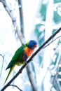 The rainbow lorikeet perch in a tree Royalty Free Stock Photo