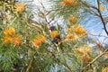 Rainbow Lorikeet sitting in a Silky Oak Tree amoung the Spider Flowers