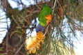 A Rainbow Lorikeet feeding on a Golden Silky Oak Flower