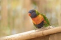 Rainbow lorikeet, Trichoglossus moluccanus on the tree branch. Colorful background Royalty Free Stock Photo