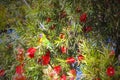 Rainbow lorikeet well hidden among red flowers and green leaves of bottlebrush tree Calistemon in Perth Australia Royalty Free Stock Photo