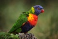 Rainbow lorikeet (Trichoglossus moluccanus)