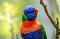 A rainbow lorikeet up close Royalty Free Stock Photo