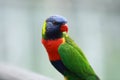 Rainbow Lorikeet,West Australia Royalty Free Stock Photo