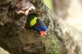 Rainbow Lorikeet,West Australia Royalty Free Stock Photo