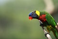 Rainbow Lorikeet,West Australia Royalty Free Stock Photo