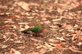 Rainbow Lorikeet,West Australia Royalty Free Stock Photo