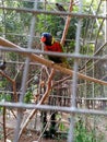 The rainbow lorikeet (Trichoglossus moluccanus) is a species of parrot found in Australia. bird in a cage