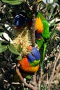 Rainbow Lorikeets Royalty Free Stock Photo