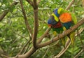 Rainbow Lorikeets Royalty Free Stock Photo