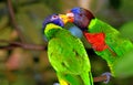 Rainbow Lorikeets Royalty Free Stock Photo