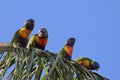 Rainbow Lorikeets