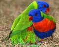 Rainbow Lorikeets Royalty Free Stock Photo