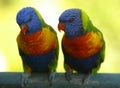 Rainbow Lorikeets Royalty Free Stock Photo