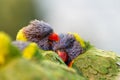 Rainbow Lorikeets cuddling and preening each other Royalty Free Stock Photo