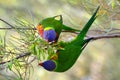 Rainbow lorikeets eating food