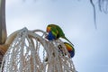 Rainbow Lorikeets Feeding on Palm Seeds. Australian Lorikeets. Animal Concept Royalty Free Stock Photo