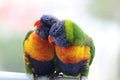 Rainbow Lorikeets