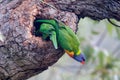 Rainbow Lorikeets