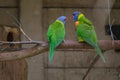Rainbow Lorikeets perching on the branch Royalty Free Stock Photo