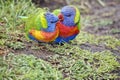 Rainbow lorikeets Royalty Free Stock Photo